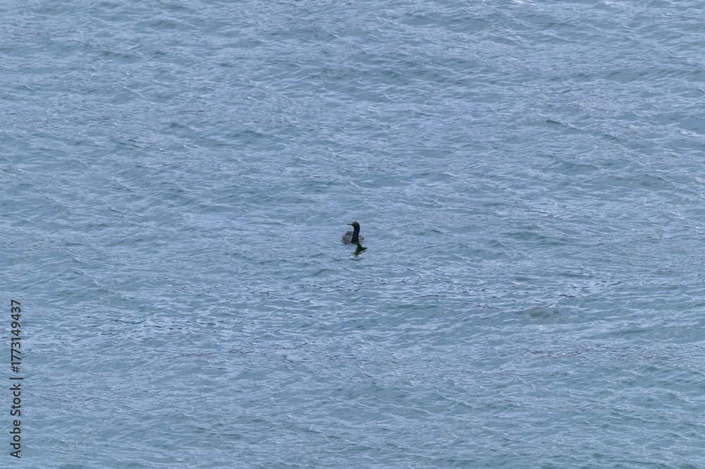 Fototapeta premium Pelagic Cormorant Swimming in Vancouver Harbour, at Vancouver, British Columbia, Canada.