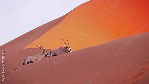 Gemsbok or South African oryx - Oryx gazella walks on the sandy red dunes of Namib Desert, large antelope with long horns endemic to dry regions of Botswana, Namibia, South Africa and Zimbabwe.
