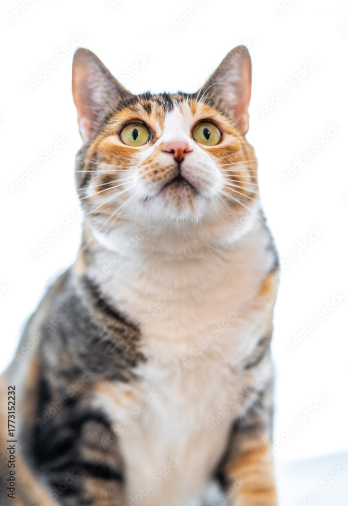 Obraz premium Calico Cat posing for the camera