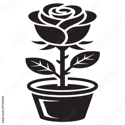 A potted rose isolated on white background, its elegant petals unfurling in a graceful display, symbolizing growth, beauty, and the simple joys of nurturing nature indoors