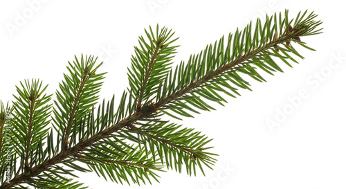 Closeup of a green pine tree branch isolated on transparent background