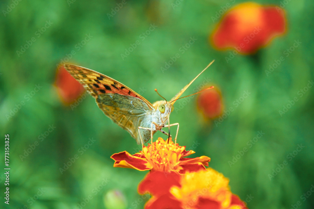 Obraz premium Butterfly