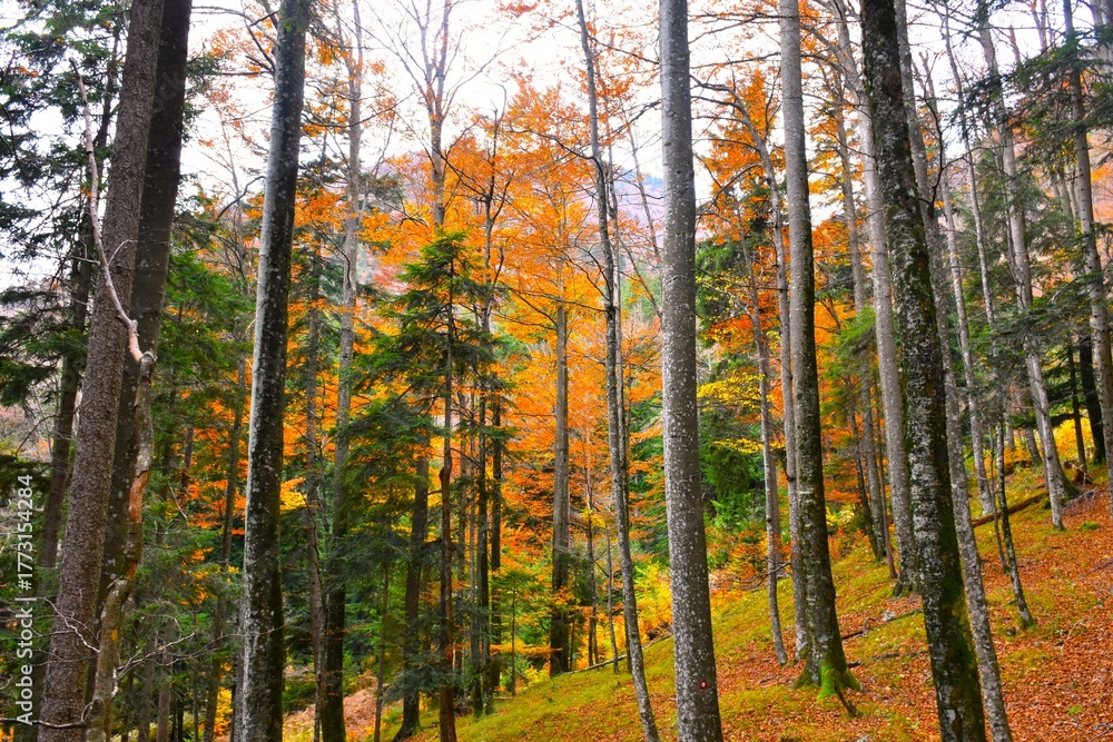 Fototapeta premium Mixed conifer and broadleaf forest with deciduous beech trees in orange autumn foliage