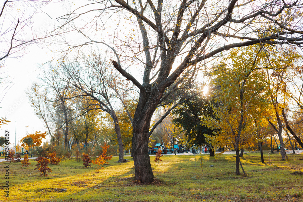 Fototapeta premium Autumn park scene with bare trees, green grass, and sunlight creating a warm atmosphere. The sun shines through the tree branches in this beautiful park, creating a peaceful and inviting scene.