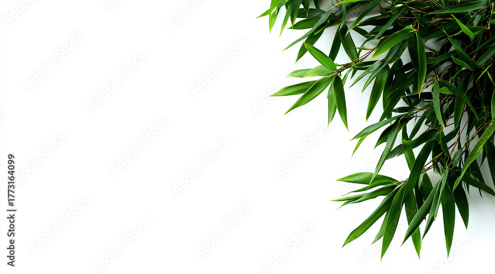 Fototapeta premium photograph of a bamboo plant on the right side with green leaves and a green background