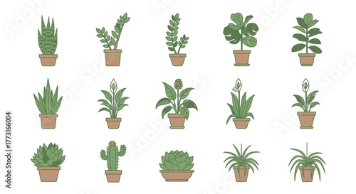 Indoor Plants Collection Decorative Houseplants Vector Illustration