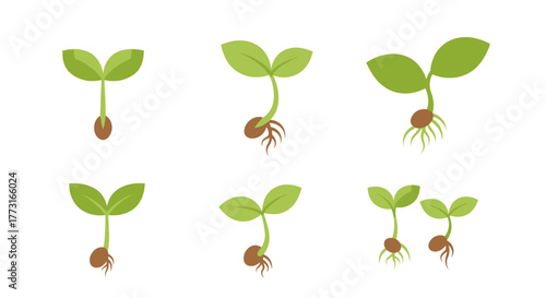 Sprouts Germination Stages Green Leaves, Seedling Growing Process Vector Illustration