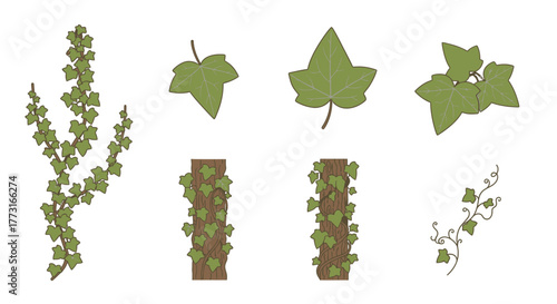Set of climbing ivy foliage illustration on white background isolated