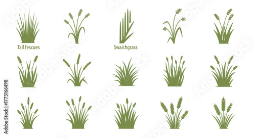 Assorted Grass Silhouettes Collection in Fresh Green Color