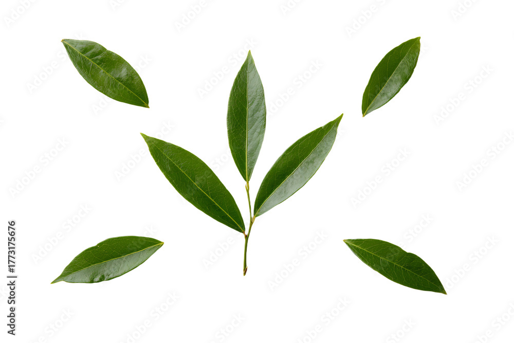 Fototapeta premium a group of green leaves on a white surface