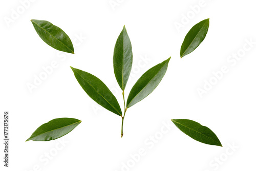 a group of green leaves on a white surface