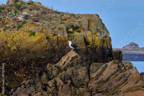mouette sur un rocher