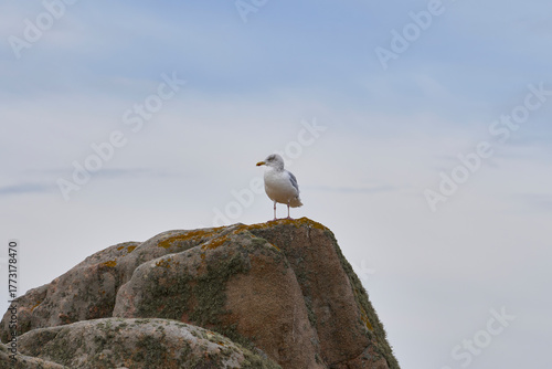 mouette sur un rocher