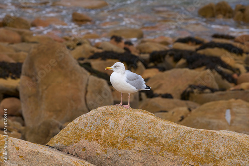 mouette sur un rocher