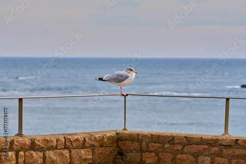 mouette sur un rocher