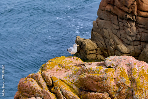 mouette sur un rocher