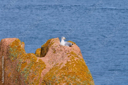 mouette sur un rocher