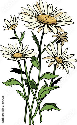 Daisy Flower With Leaves Vector Design