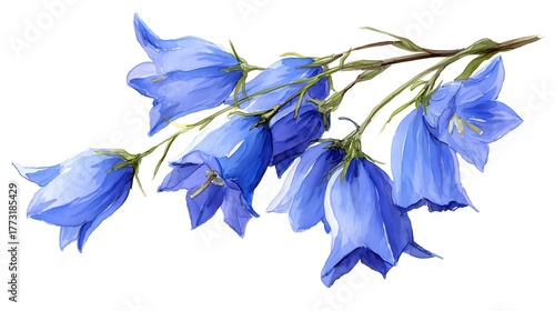 Blue bell flowers with transparent background