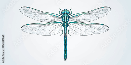 Stylish dragonfly artwork featuring delicate translucent wings, metallic color gradients, and clean outlines