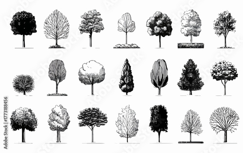 Collection de vecteurs d'arbres dessinés à la main, style gravure, pour des illustrations botaniques et de design.