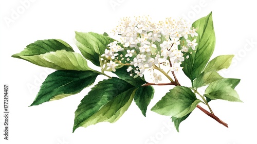 Elderflower branch with transparent background