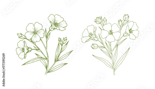 Vector Flax floral botanical blooms.
Wild spring leaves and wildflowers separated.
Black and white engraved ink artwork.
Isolated flax illustration component