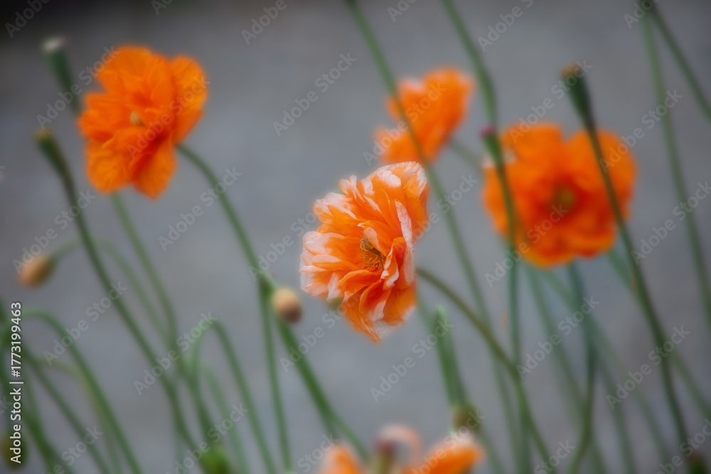 Fototapeta premium flower
