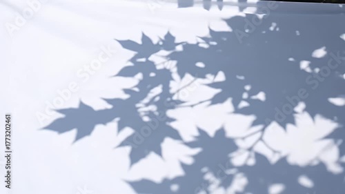Shadows of Leaves on a White Wall - A Natural Abstraction.