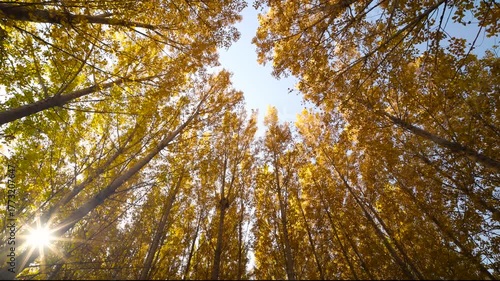 Autumn leaves fall slowly from the trees