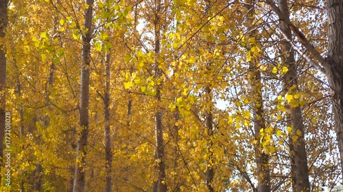 Autumn leaves fall slowly from the trees