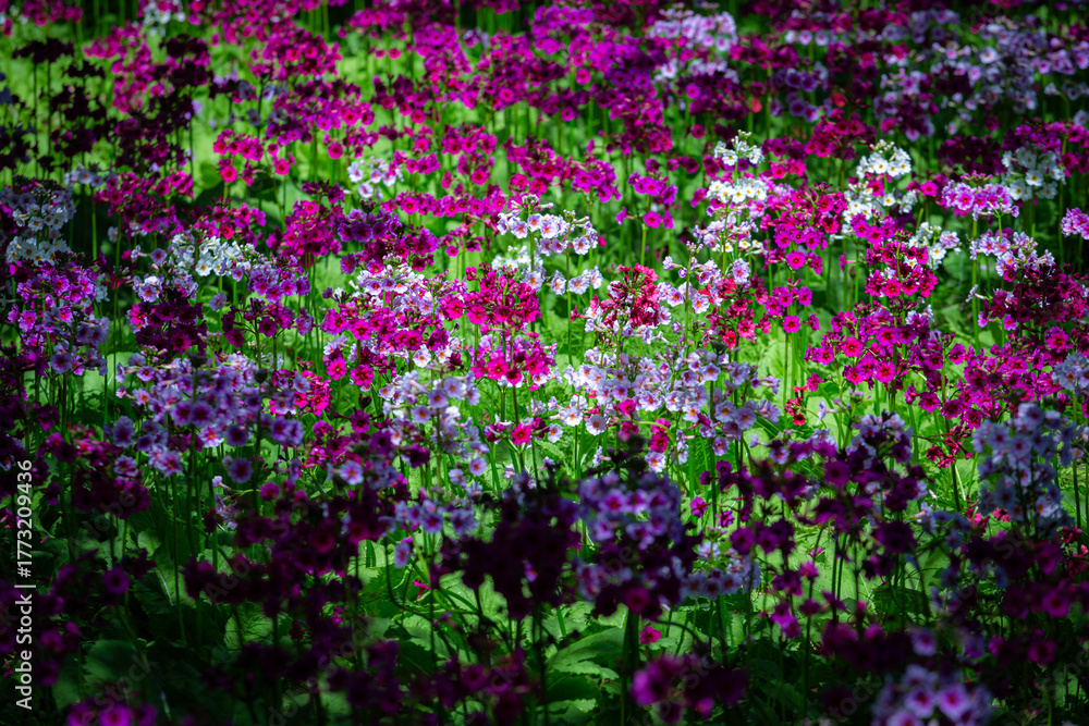 Fototapeta premium Japanese primrose is a native of Japan, with its brightly colored flowers, a testament to the beauty of natural art. 