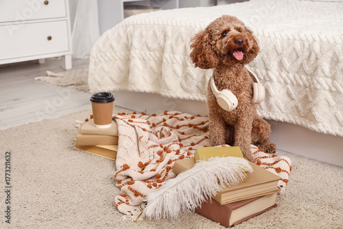 Adorable brown poodle dog w...