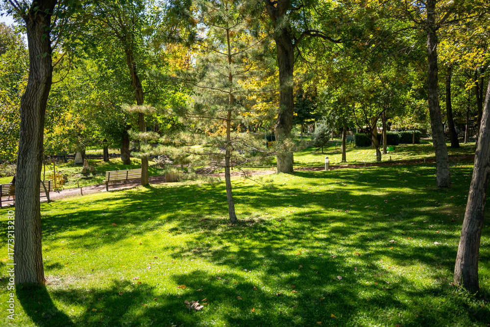 Obraz premium A park with a large tree in the middle of the grass