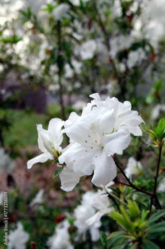 White spring flowers bloom in the misty garden, accompanied by the morning sunlight.