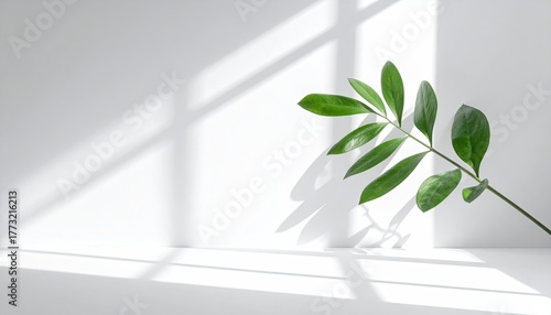 Green branch and sunlit wall create abstract shadow patterns