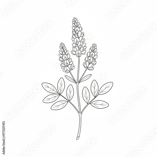 Alfalfa flower line art isolated in white background