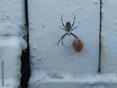 Argiope bruennichi spider on a grey background.