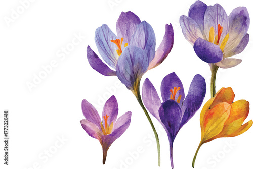 Wallpaper Mural spring crocus flowers Torontodigital.ca