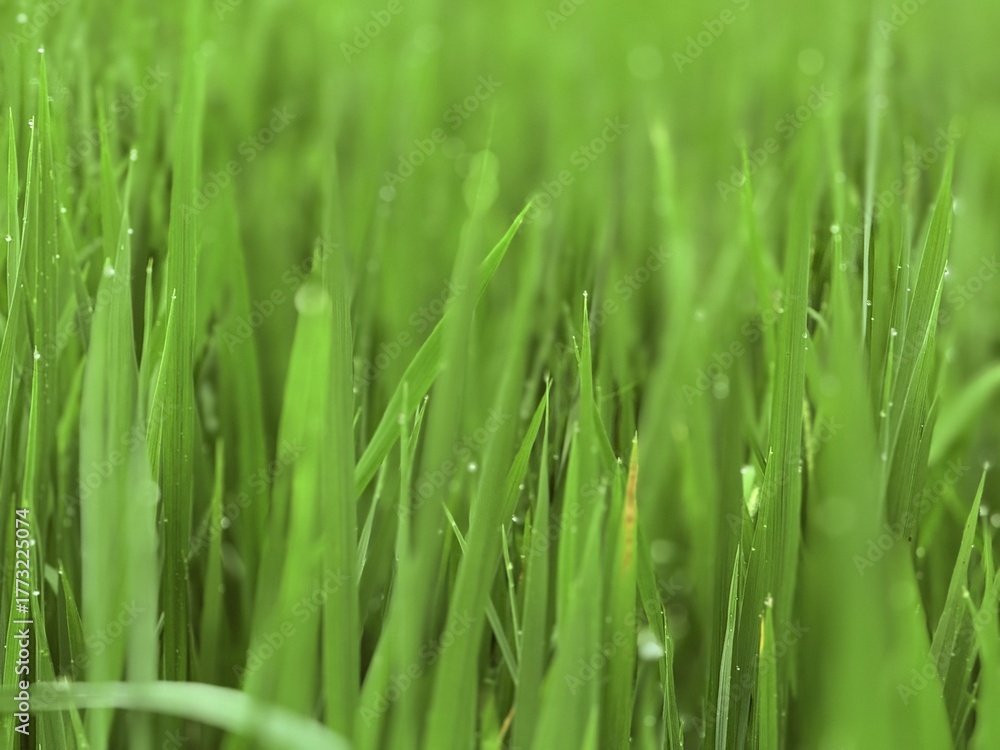 Naklejka premium Green Grass in Sunlight: Fresh, vibrant green grass blades glisten in the sunlight, portraying the beauty of nature.