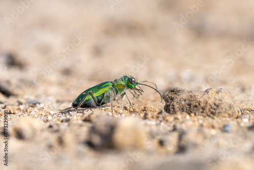 Close up of a tiger beetle near Parlier, in central California.