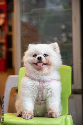 Bichon Frisé dog on chair