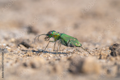 Close up profile of a tiger beetle, near Parlier, in central California.