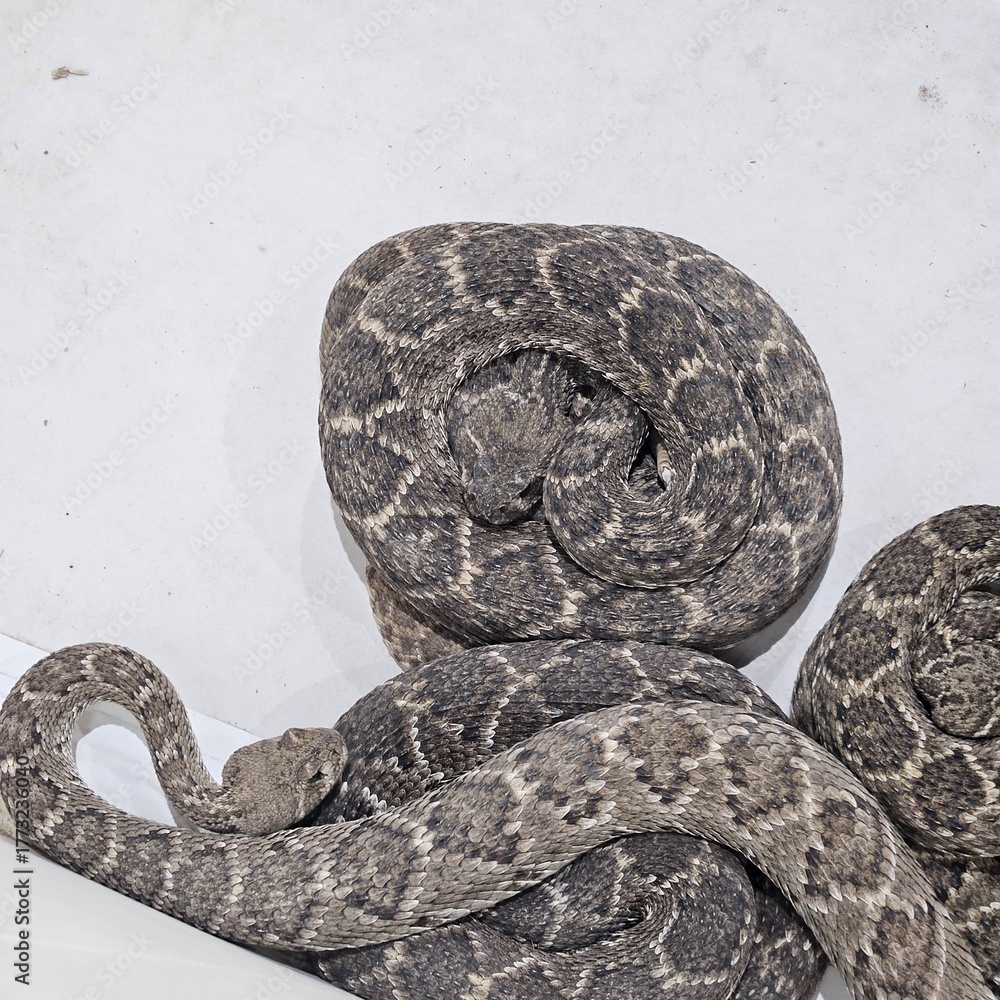 Obraz premium Pool Filled with Western Diamondback Rattlesnakes at Rattlesnake Round Up in Sweetwater, Texas