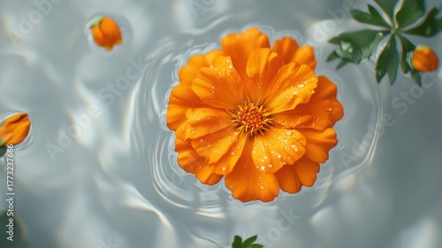 Orange flower floating on rippled water with petals, leaves, and water droplets; abstract botanical still life