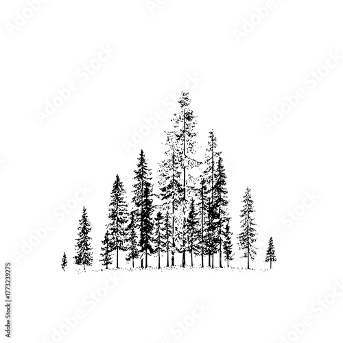 Illustration of a dense cluster of tall coniferous trees in black ink on a white background designscape