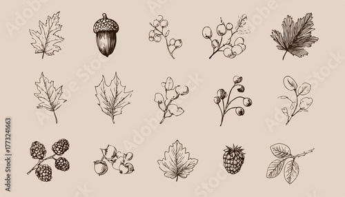 A charming collection of hand-drawn vintage botanical vector illustrations featuring various autumn leaves, acorns, and berries, perfect for natural design projects.