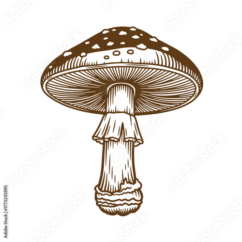 Detailed vintage art illustration of a brown toadstool mushroom isolated on a white background