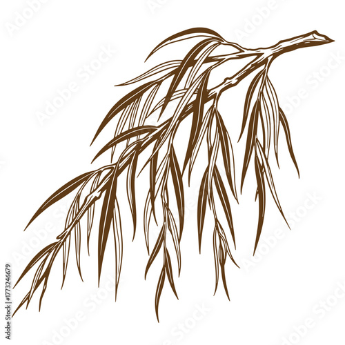 Elegant vector illustration of a brown willow branch perfect for vintage art designs