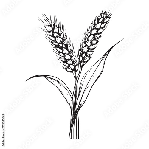 wheat silhouette